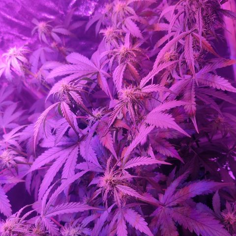 Moby Dick autoflower by Canuk seeds growlog timeline photo
