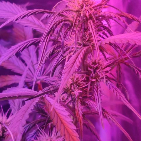 Moby Dick autoflower by Canuk seeds growlog photo: Main cola realigned with canopy after LST. Really starting to see bud development across all branches.
