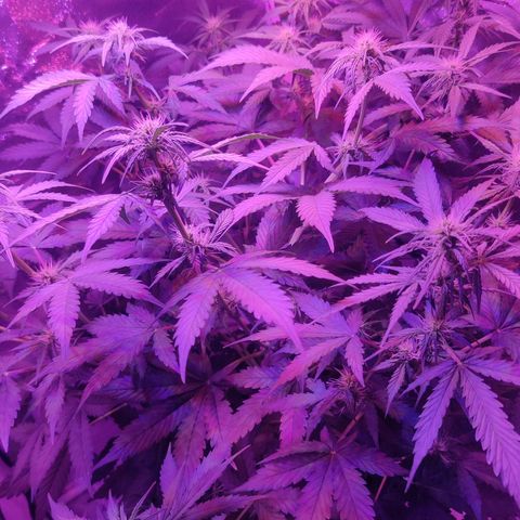 Moby Dick autoflower by Canuk seeds growlog timeline photo