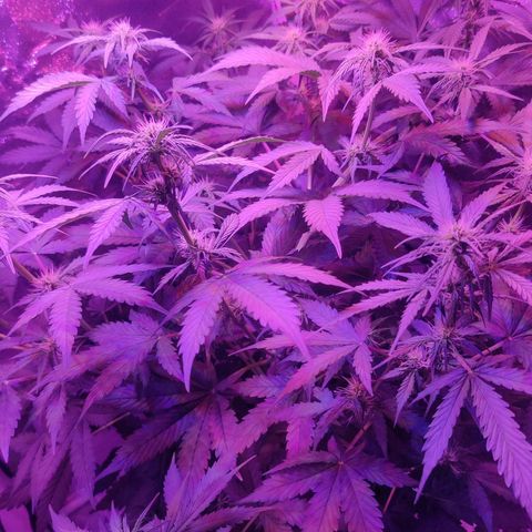 Moby Dick autoflower by Canuk seeds growlog timeline photo