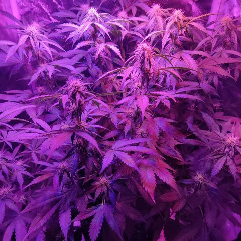 Moby Dick autoflower by Canuk seeds growlog timeline photo