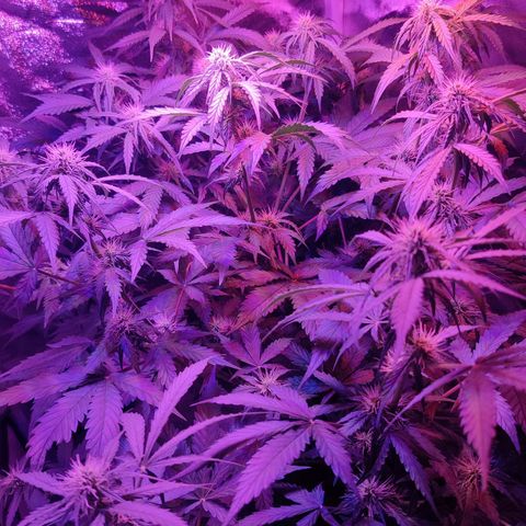 Moby Dick autoflower by Canuk seeds growlog timeline photo