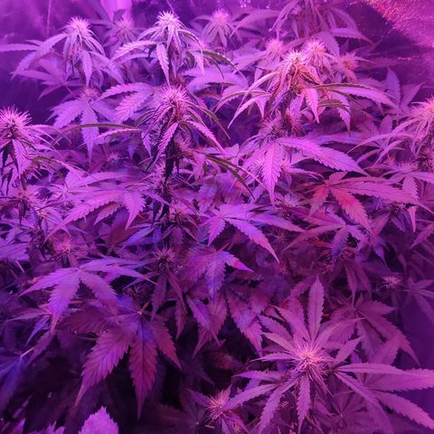 Moby Dick autoflower by Canuk seeds growlog photo: Light raised and fertilized 