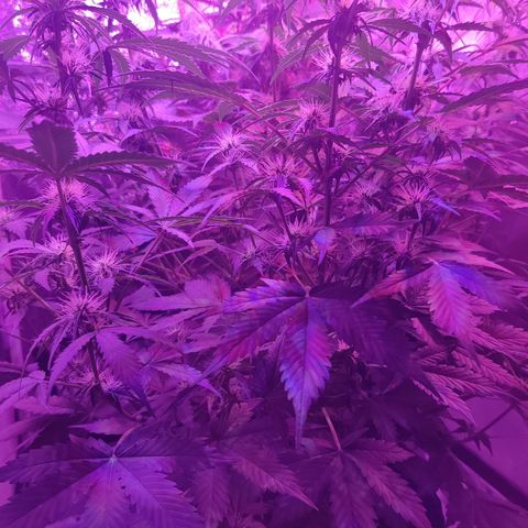 Moby Dick autoflower by Canuk seeds growlog photo: Light raised and fertilized 
