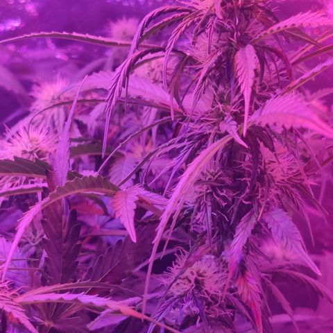 Moby Dick autoflower by Canuk seeds growlog timeline photo