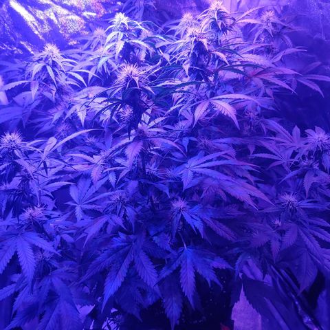Moby Dick autoflower by Canuk seeds growlog photo: First flush today