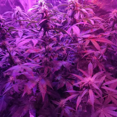 Moby Dick autoflower by Canuk seeds growlog photo: First flush today