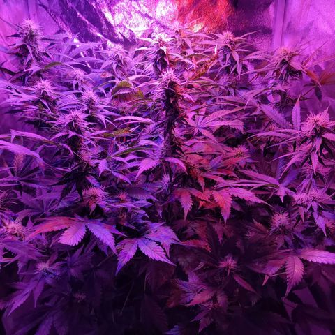 Moby Dick autoflower by Canuk seeds growlog timeline photo