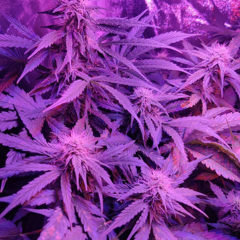 Moby Dick autoflower by Canuk seeds growlog timeline photo