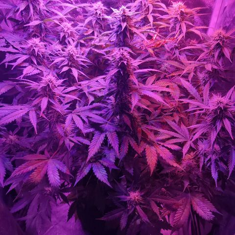 Moby Dick autoflower by Canuk seeds growlog timeline photo