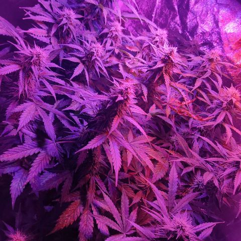 Moby Dick autoflower by Canuk seeds growlog timeline photo