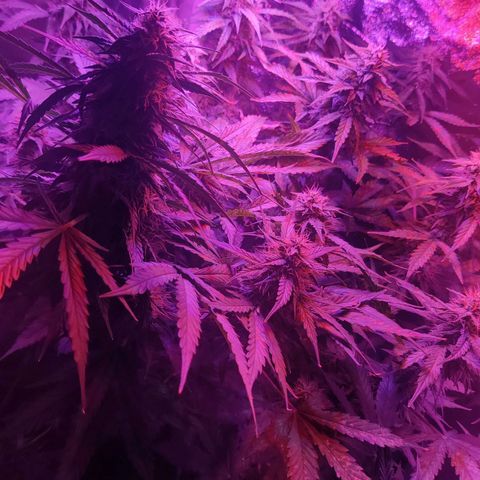 Moby Dick autoflower by Canuk seeds growlog timeline photo