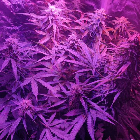Moby Dick autoflower by Canuk seeds growlog timeline photo