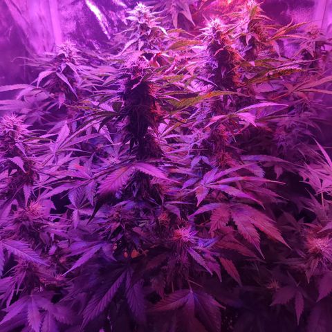 Moby Dick autoflower by Canuk seeds growlog timeline photo
