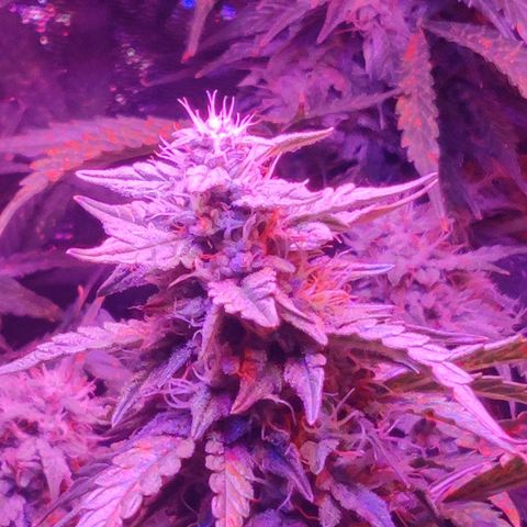 Moby Dick autoflower by Canuk seeds growlog timeline photo