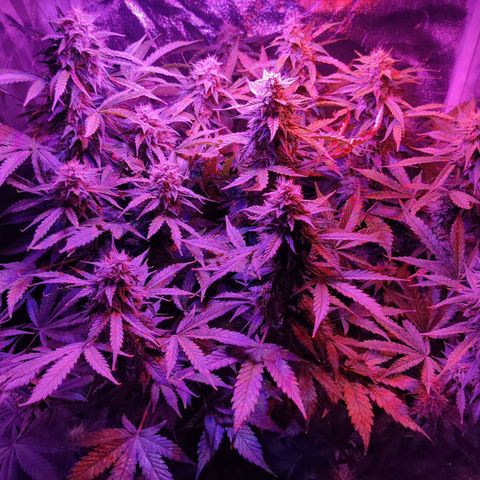 Moby Dick autoflower by Canuk seeds growlog timeline photo