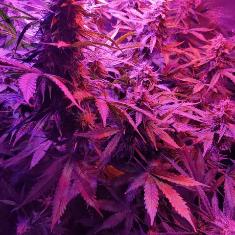 Moby Dick autoflower by Canuk seeds growlog timeline photo