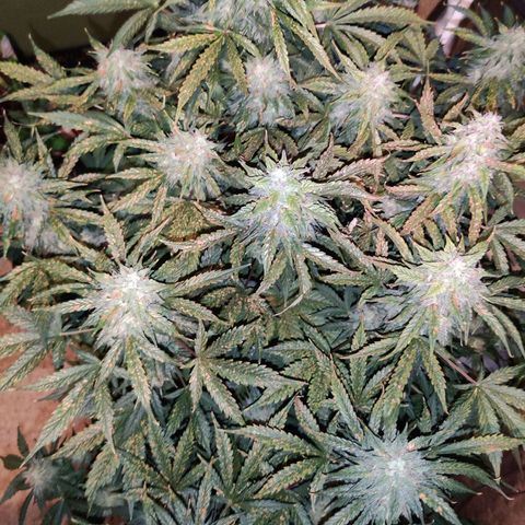 Moby Dick autoflower by Canuk seeds growlog photo:  Flushed today 2 gallons of filtered water 