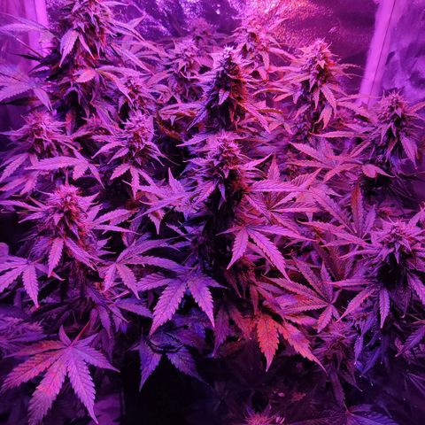 Moby Dick autoflower by Canuk seeds growlog photo: Light raised and plant flushed 