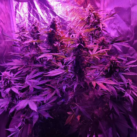 Moby Dick autoflower by Canuk seeds growlog timeline photo