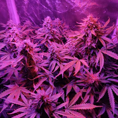 Moby Dick autoflower by Canuk seeds growlog timeline photo
