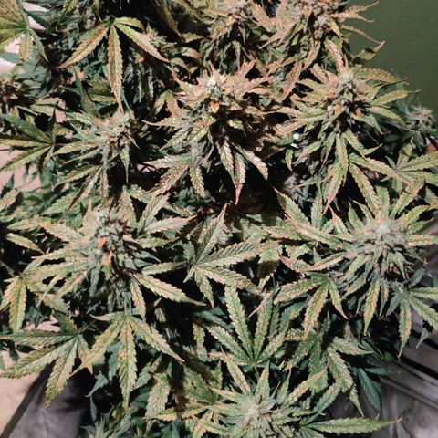 Moby Dick autoflower by Canuk seeds growlog photo: Final flush