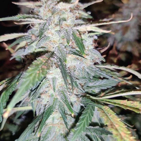 Moby Dick autoflower by Canuk seeds growlog photo: Final flush
