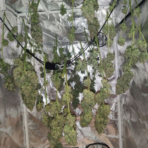 Moby Dick autoflower by Canuk seeds growlog photo: 674 grams after trimming before drying 