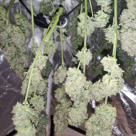 Moby Dick autoflower by Canuk seeds growlog timeline photo