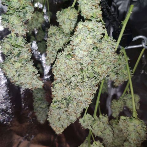 Moby Dick autoflower by Canuk seeds growlog timeline photo