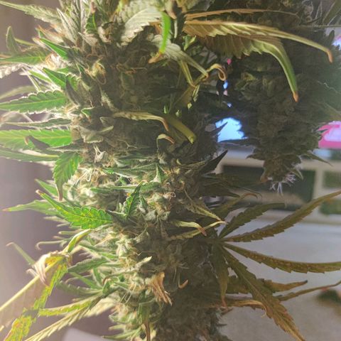 Moby Dick autoflower by Canuk seeds growlog timeline photo