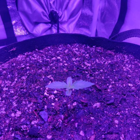 Great White Shark Autoflower by Canuk growlog timeline photo