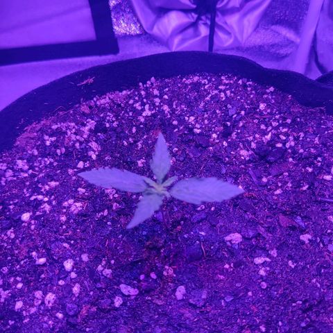 Great White Shark Autoflower by Canuk growlog timeline photo