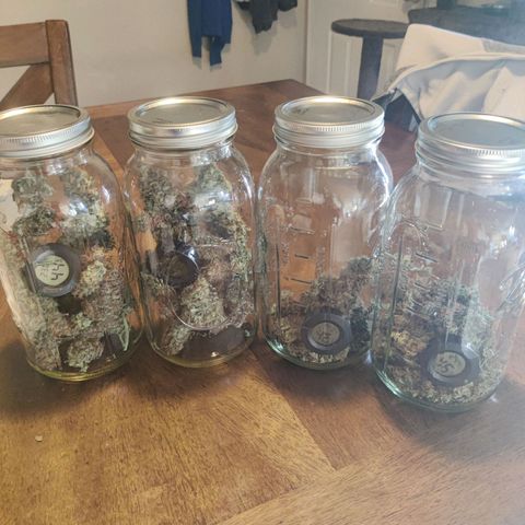 Moby Dick autoflower by Canuk seeds growlog photo: 128.1 grams after drying all four jars main cola weighed 20 grams