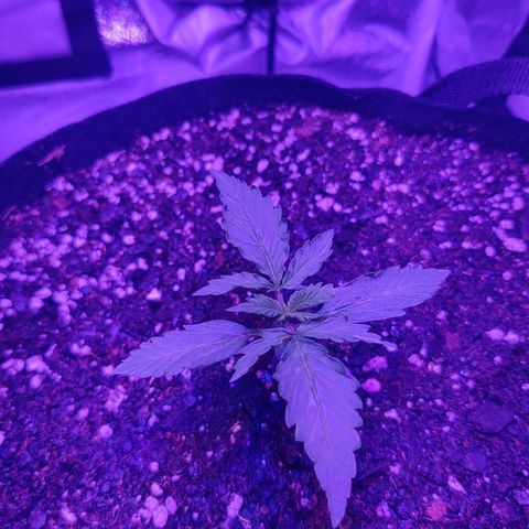 Great White Shark Autoflower by Canuk growlog photo: Fed with root drench, cal mag, and big bloom