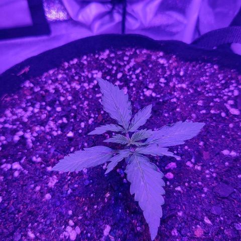 Great White Shark Autoflower by Canuk growlog timeline photo