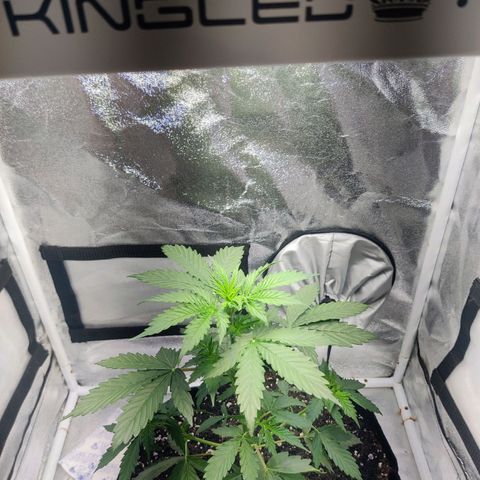Great White Shark Autoflower by Canuk growlog timeline photo