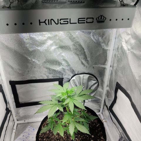 Great White Shark Autoflower by Canuk growlog timeline photo