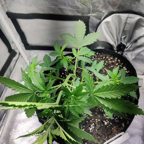 Great White Shark Autoflower by Canuk growlog photo: Tied down apical maristem 