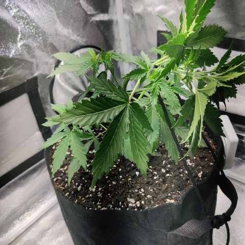 Great White Shark Autoflower by Canuk growlog photo: Tied down apical maristem 