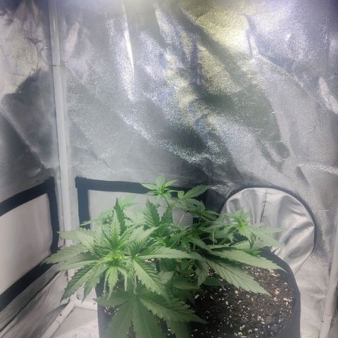 Great White Shark Autoflower by Canuk growlog timeline photo