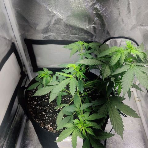 Great White Shark Autoflower by Canuk growlog timeline photo