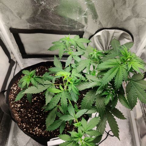 Great White Shark Autoflower by Canuk growlog photo: Light switched to bloom