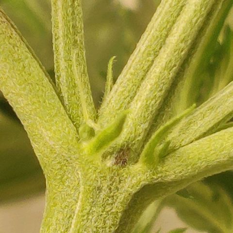 Great White Shark Autoflower by Canuk growlog photo: First pistils have appeared 