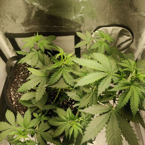 Great White Shark Autoflower by Canuk growlog photo: First pistils have appeared 