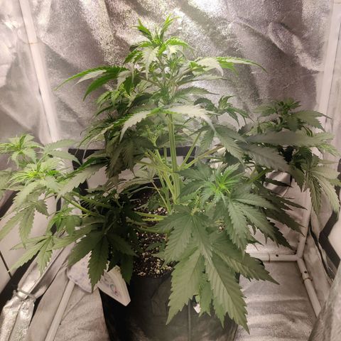 Great White Shark Autoflower by Canuk growlog timeline photo