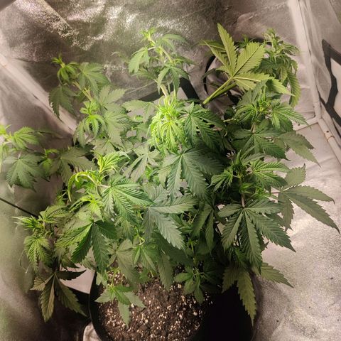 Great White Shark Autoflower by Canuk growlog photo: Main branch tied down again