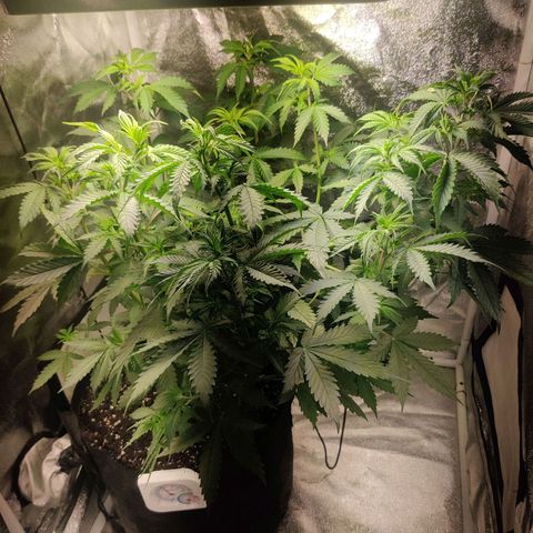 Great White Shark Autoflower by Canuk growlog timeline photo
