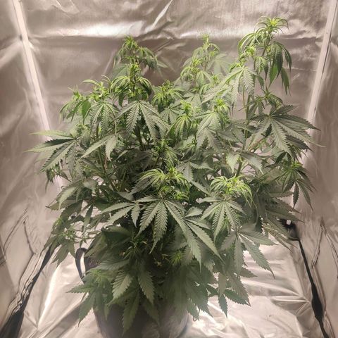 Great White Shark Autoflower by Canuk growlog photo: Moved to larger tent due to growing into light
