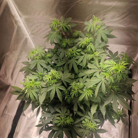 Great White Shark Autoflower by Canuk growlog photo: Moved to larger tent due to growing into light